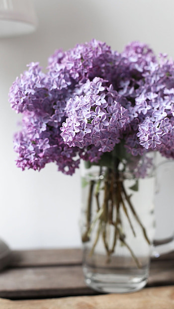 Lilac, Violet, Lilac Violet Flower HD phone wallpaper