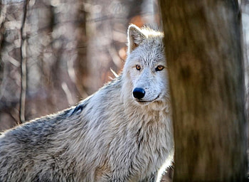 wolf, animal, nature, forest HD wallpaper