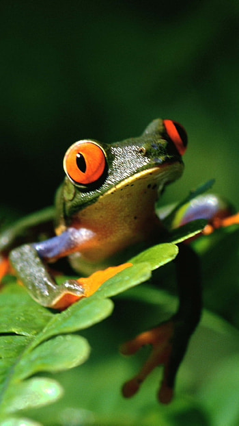 frog, Animal HD phone wallpaper