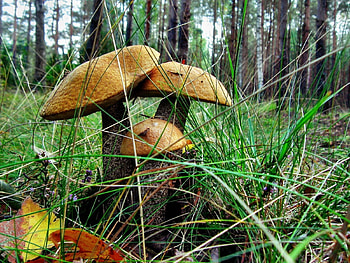 Nature, Grass, Earth, Land, Three, Boletus, Subberezoviki HD wallpaper