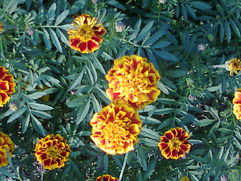 Flowers, garden, nature HD wallpaper