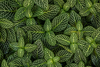 Nature, Leaves, Plant, Form, Striped HD wallpaper