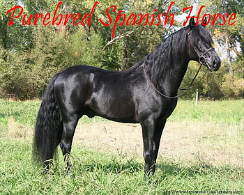 Purebred Spanish Horse, spanish, andalusian, horses, black HD wallpaper