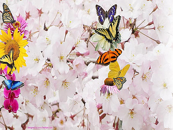 Perfect match, blue, white, black, orange, sunflower, butterflies, pink, lovely winged jewels, yellow, flowers HD wallpaper