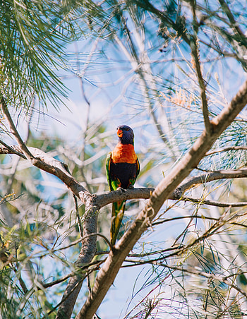 Animals, Parrots, Bird, Multicolored, Motley, Wildlife, Multicolor Lorikeet, Multi-Colored Loriket HD phone wallpaper