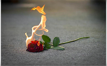 My Love Is On Fire, rose, fire, love, flower HD wallpaper