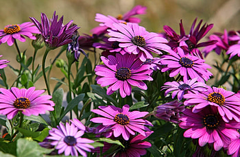 Flowers, Bright, Close-Up, Flower Bed, Flowerbed, Dimorphoteka, Dimorphotetics HD wallpaper