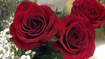 Rosey Red Rose, bouquet, roses, bouquet of roses, pink roses, pretty green flower, pink rose, yellow rose, beautiful rose, red roses, beautiful roses, yellow flowers, yellow roses HD wallpaper