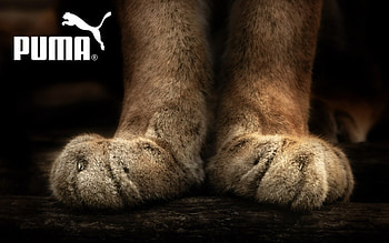 Puma HD wallpaper
