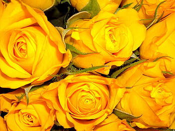 Beautifully, rose, roses, yellow, beautiful, many HD wallpaper