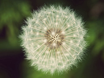 Macro, Dandelion, Fluff, Fuzz, Seeds, Seed HD wallpaper
