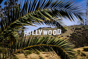 Famous Hollywood Sign framed by palm leaves on a sunny day in Los Angeles, California. HD wallpaper