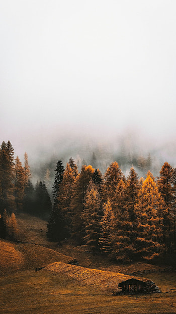 forest, nature, fog HD phone wallpaper