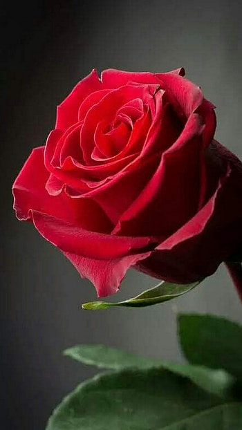 Beautiful Red Rose Flower, Beautiful, Red, Rose HD phone wallpaper