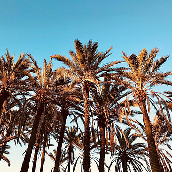 Nature, Trees, Palms, Tropics HD phone wallpaper