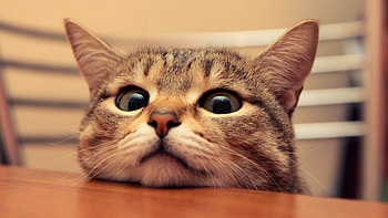 Brown Tabby Cat Pets Domestic Animals Mammal HD wallpaper