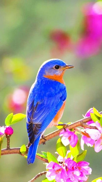 Love Birds, Pink Flowers, Background HD phone wallpaper