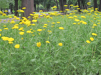 Yellow flowers at the park , graphy, yellow, green, trees, garden, flowers, park HD wallpaper