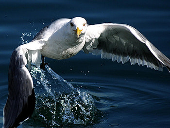 Animals, Birds HD wallpaper