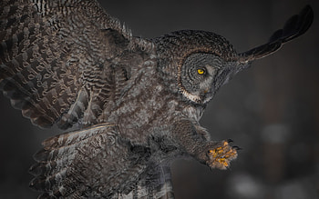 Great Grey Owl, animal, bird, owl HD wallpaper