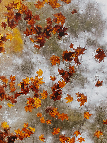 Nature, Autumn, Leaves, Ice, Maple HD phone wallpaper