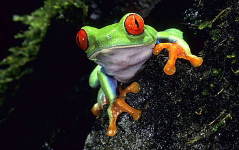 Red-eyed tree frog , Detailed textures, Vibrant colours, and mobile backgrounds HD wallpaper