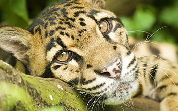 Animals, Leopard, Muzzle, Big Cat, Sight, Opinion HD wallpaper