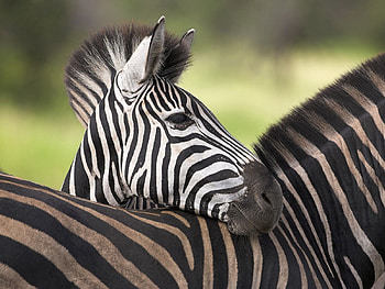 Animals, Zebra, Young, Striped, Color, Joey HD wallpaper