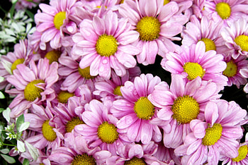 Pretty flowers, pink, flowers, lovely, pretty HD wallpaper