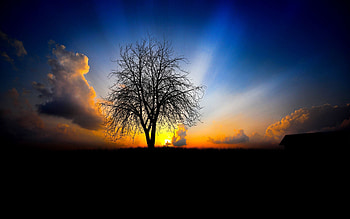 Nature, Sunset, Shine, Light, Wood, Beams, Rays, Tree, Evening HD wallpaper