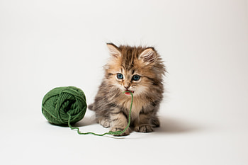 Animals, Fluffy, Kitty, Kitten, Playful, Thread, Threads, Kid, Tot, Clew HD wallpaper