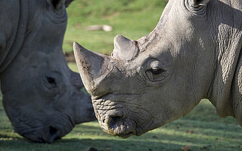 Animals, Muzzle, Large, Big, Rhinoceros HD wallpaper
