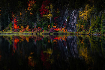 ❤️, Lake, Pond, Forest, Shore HD wallpaper
