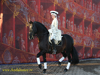 Andalusian Performance, spanish, andalusian, horses, black, dressage HD wallpaper