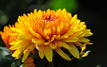 Flower, Macro, Petals, Bud HD wallpaper