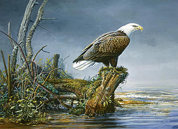 Waiting Eagle, wait, eagle, water, tree HD wallpaper