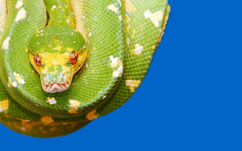 Python snake , Eye-catching visuals, Breathtaking ry, Striking design HD wallpaper