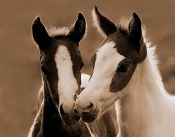 Ones Good,Two's,Better, two, gorgeous, foals, sepia, cute, together HD wallpaper