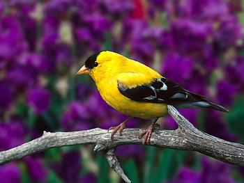 Animals, Bird, Blur, Smooth, Branch HD wallpaper