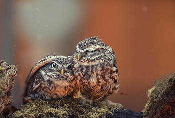 Сhicks, Owls HD wallpaper