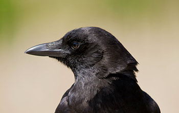 Animals, Bird, Sight, Opinion, Profile, Raven HD wallpaper