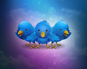 where r we, sprrow HD wallpaper