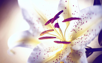 White Tiger Lily, white flower, white lily, beautiful, nature, flowers, lily HD wallpaper