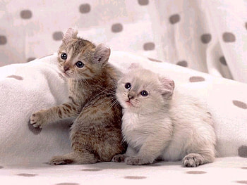 Kittens on pillows, sweet, kitten, bed, cat, pillow HD wallpaper