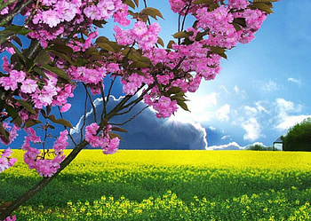 Spring is Here, field, clouds, trees, sky, nature, flowers, sun HD wallpaper