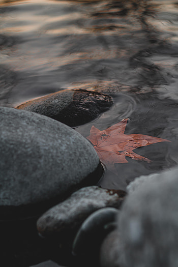 Water, Stones, Macro, Leaflet HD phone wallpaper