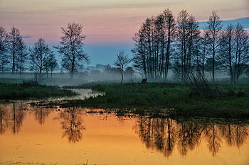 Morning fog in nature, Silence, Peace, Nature, Trees HD wallpaper