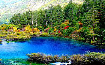 FOREST RIVER FLOW, river, autumn, flow, forest HD wallpaper