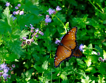 Animals, Grass, Circles, Pattern, Butterfly, Wings HD wallpaper