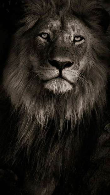 Lion mobile , High definition mobile background, Versatile , Captivating visuals HD phone wallpaper